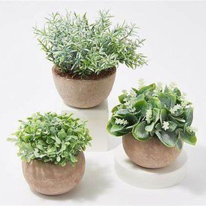 New Set of 3 Potted Succulents